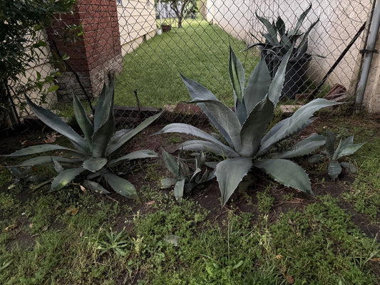 Roots & Leaves: What the Garden Taught Me About Being a Father