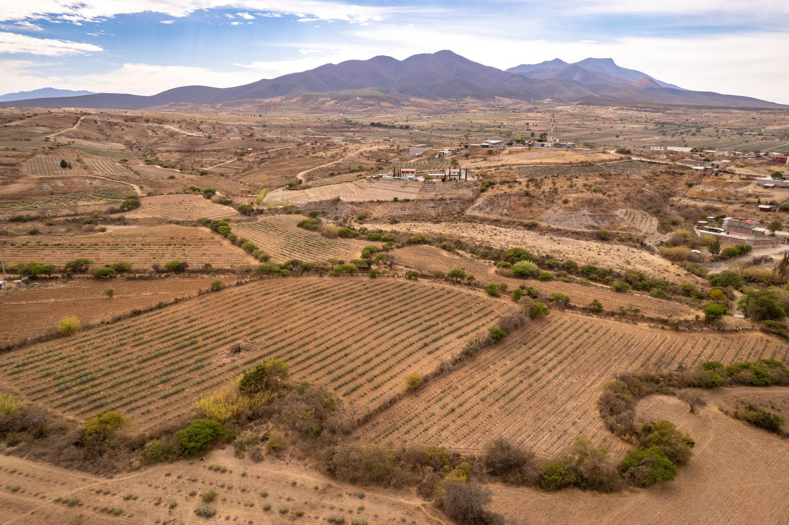 Agua Del Sol destilado de agave — artisan agave spirit from Oaxaca, Mexico