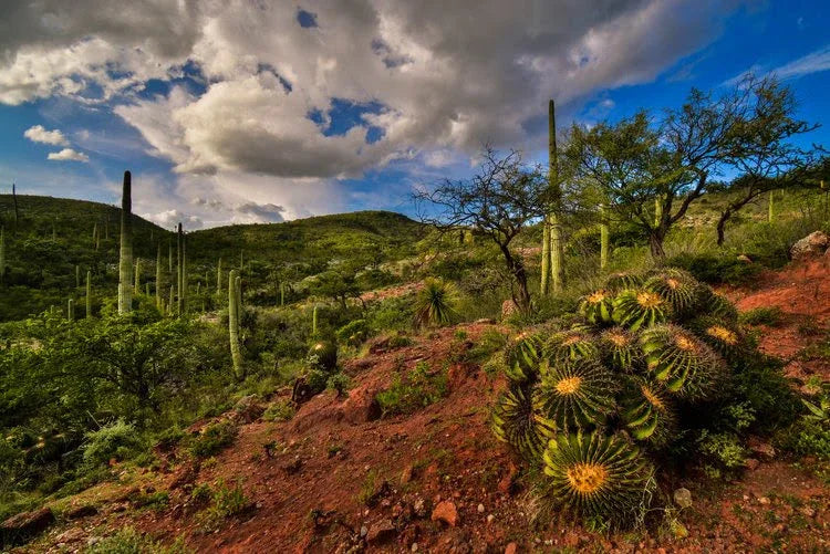 Artisan agave distillation — traditional mezcal production in Oaxaca